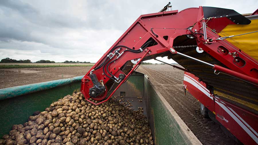 Potatoes being lifted