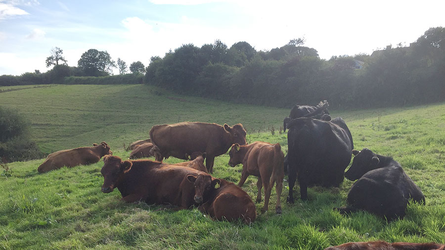 Cattle on Kim Sharpe and Will Giles' farm