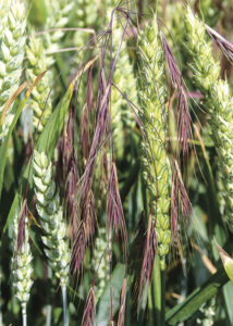 Barren brome in wheat