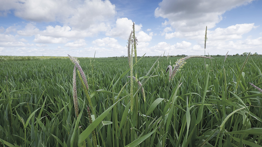 Blackgrass