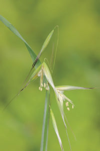 Wild oats