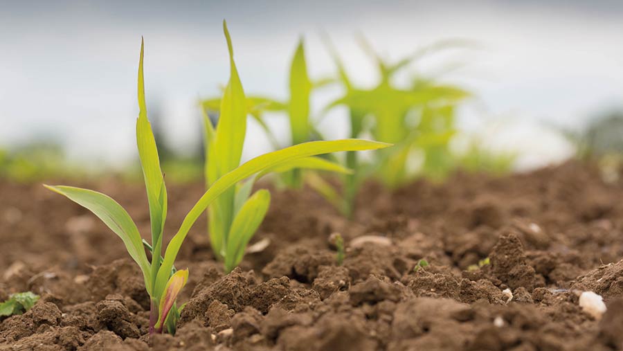 Young maize plants