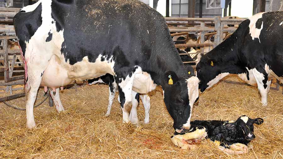 A freshly calved cow and calf in a shed