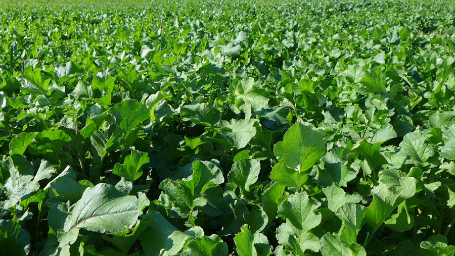 Oil radish used as a cover crop in a field