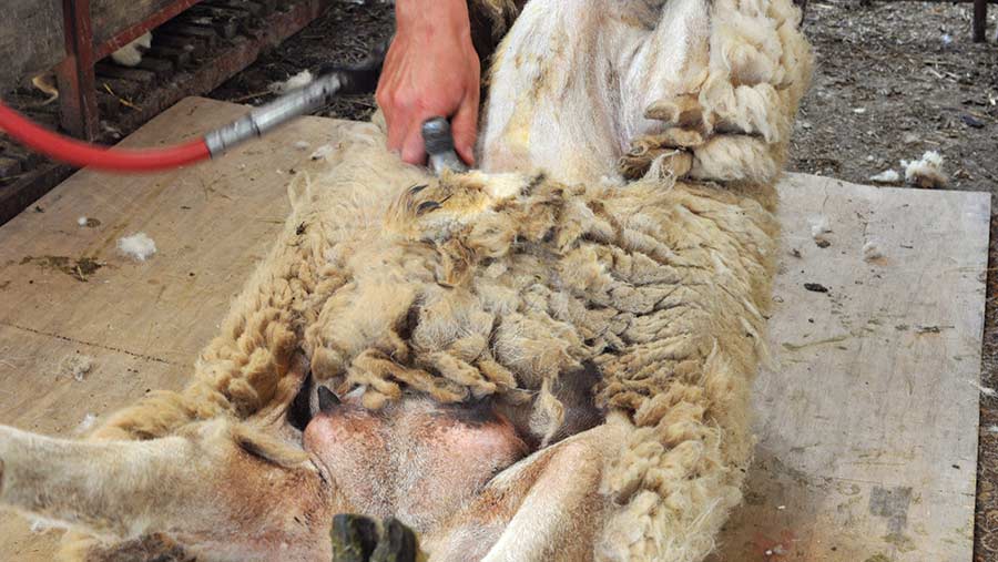 Shearing sheep belly