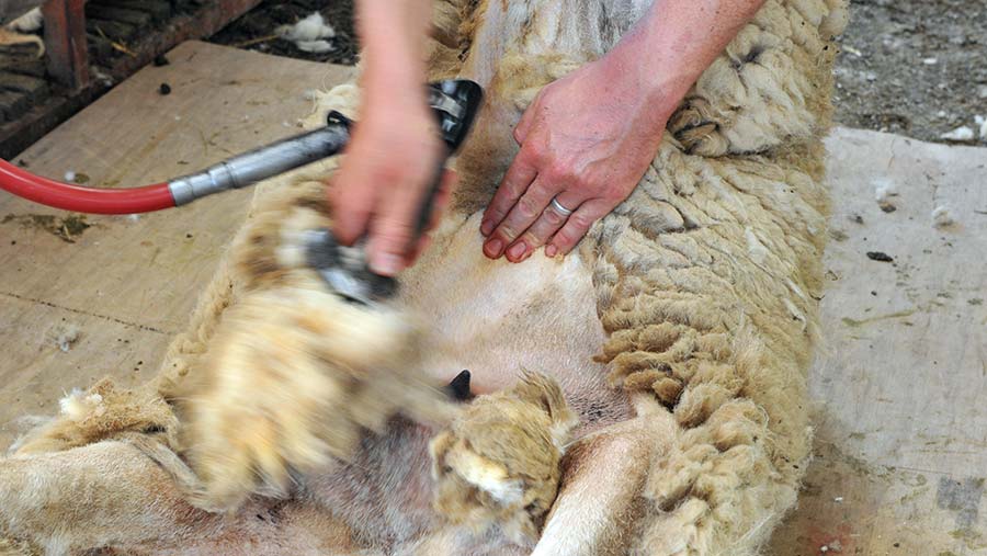 Shearing a sheep's crutch