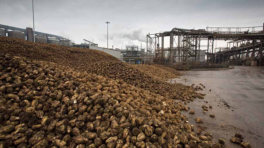 Pile of harvested sugar beer