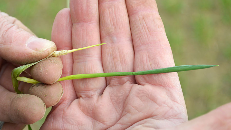 A man's hand holds a leaf