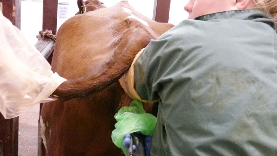Step-by-step guide to carrying out IVF on cows - Farmers Weekly