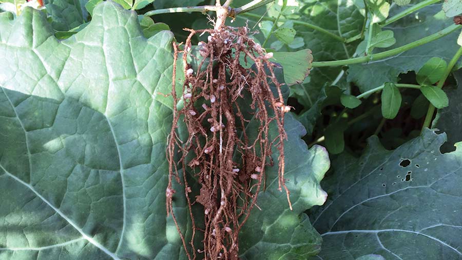 Root nodules form very quickly on the vetch component of the companion mix