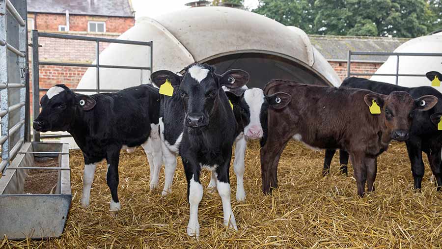 Calves in front of a fibreglass igloo