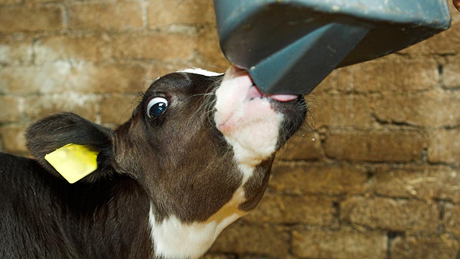 Calf drinking colostrum