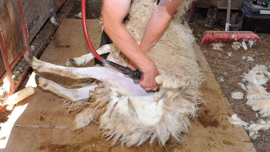 Shearing a sheep's left hind leg
