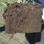 soils and roots
