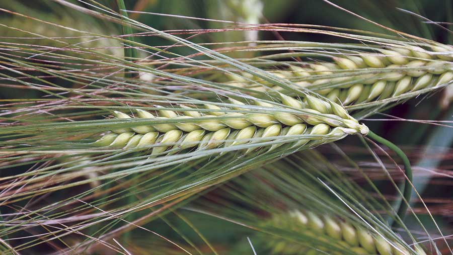 winter barley