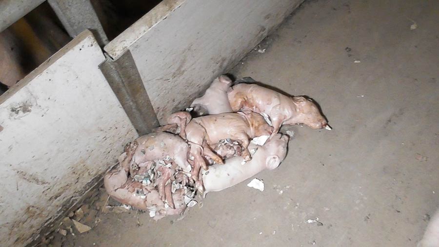 Dead piglets