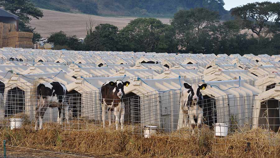 Dairy calves in hutches