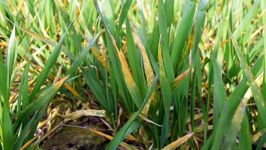 Yellow rust found at the Long Sutton site near The Wash in Lincolnshire © David Jones/RBI