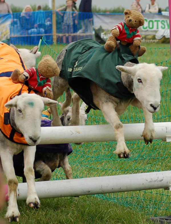 Sheep racing