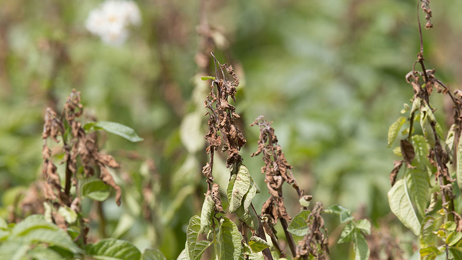 Potato blight in potatoes