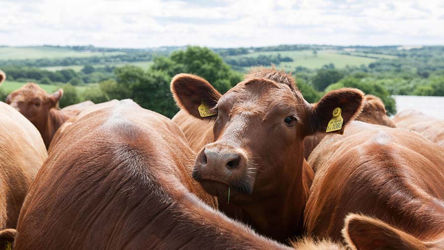 Dairy cows