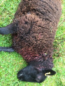 A dead sheep lies in a field