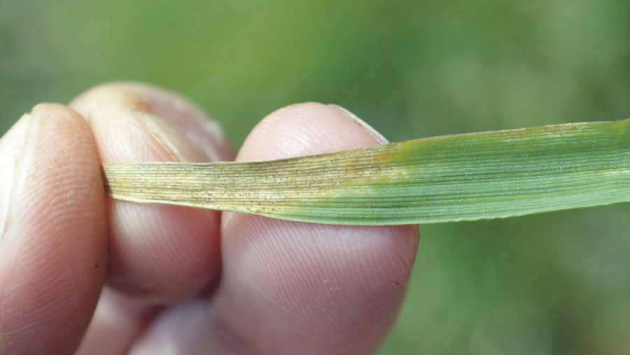 A man's hand holding a leaf showing signs of septoria