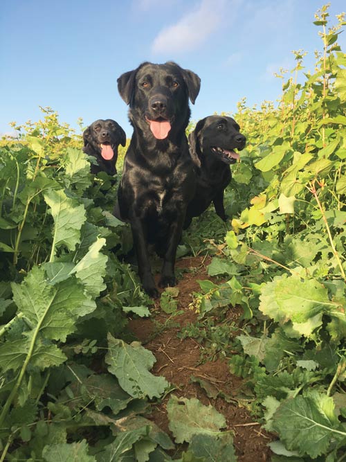 Labradors run through Jack Freestone's companion crops