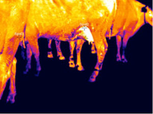 A heat photo of a cow