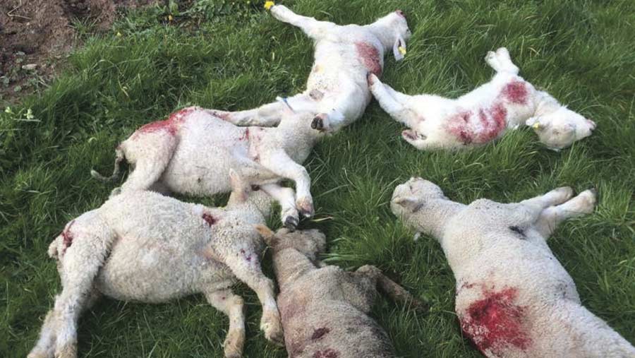 Sheep lie dead in a field