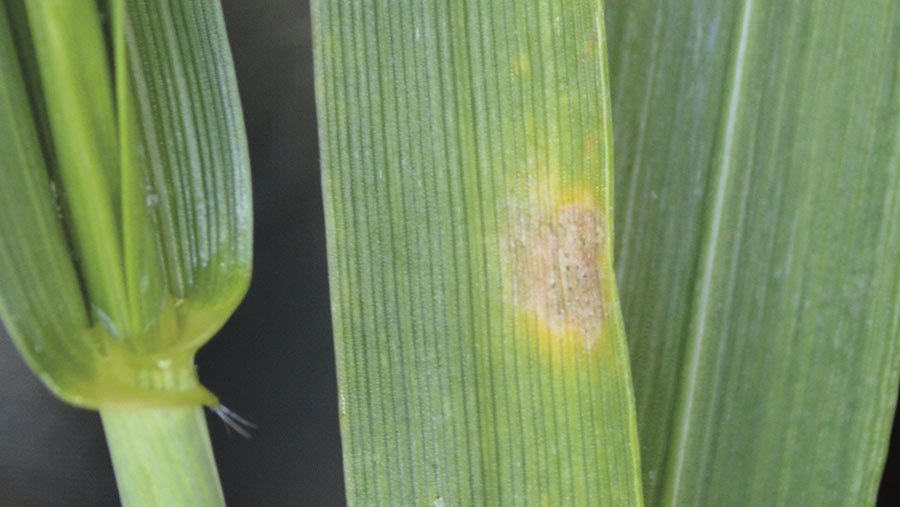 Early septoria signs on a leaf