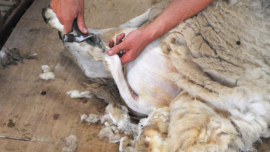 Shearing a sheep's tail