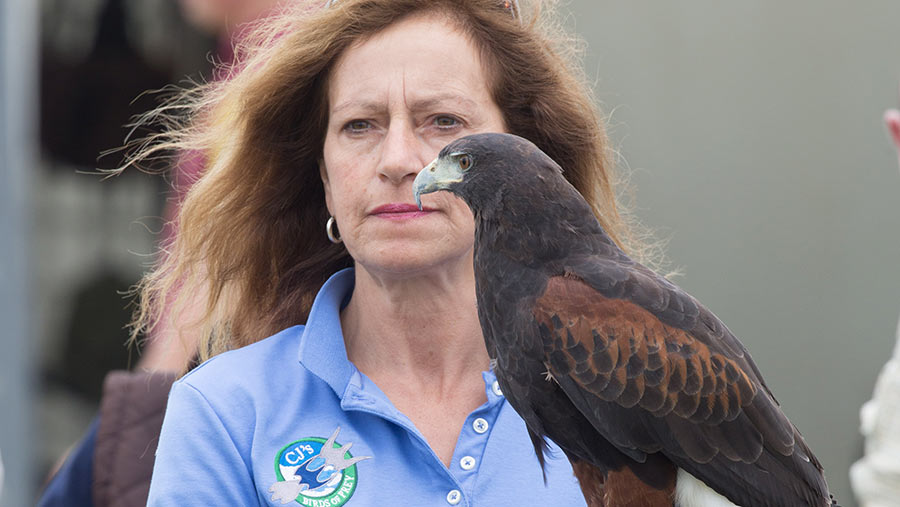 Woman with a bird of prey at the Game Fair