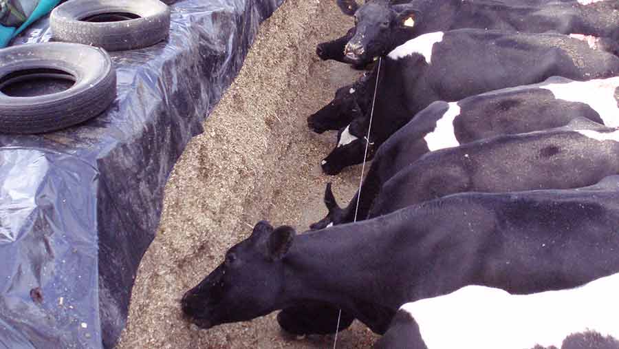 Cows eating from self-feed silage clamp