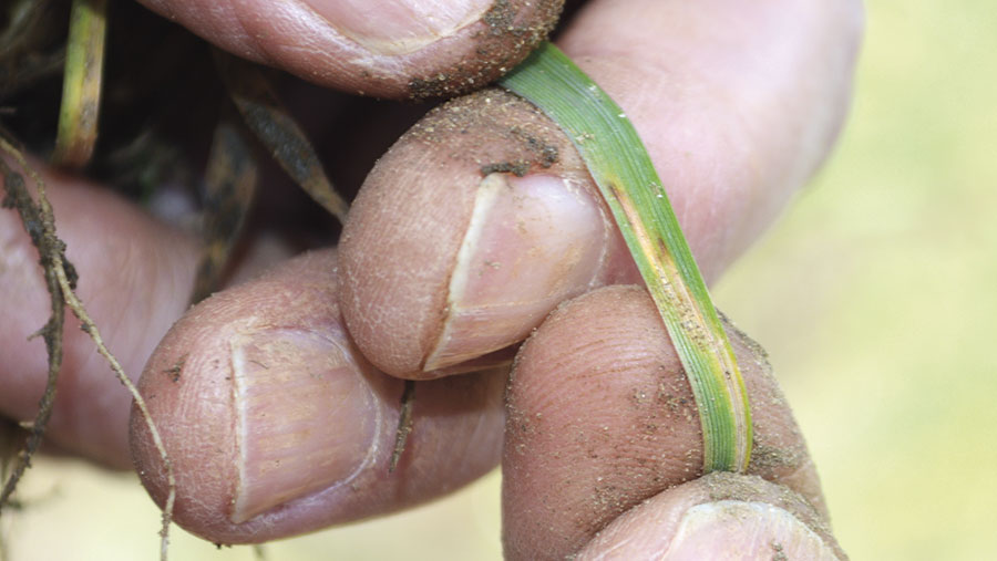 A man's hand holding a leaf showing signs of septoria