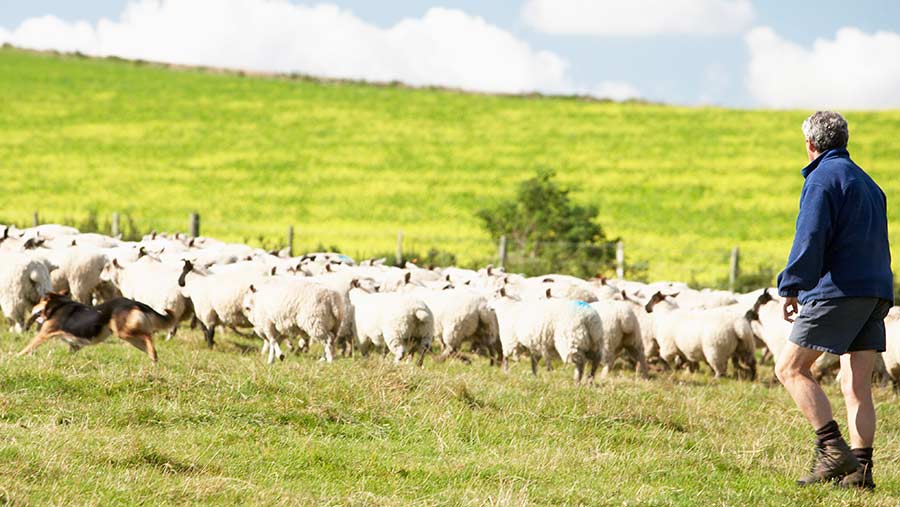 grazing sheep in field