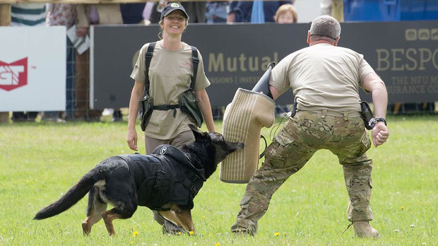 Dogs showing their training at the Game Fair