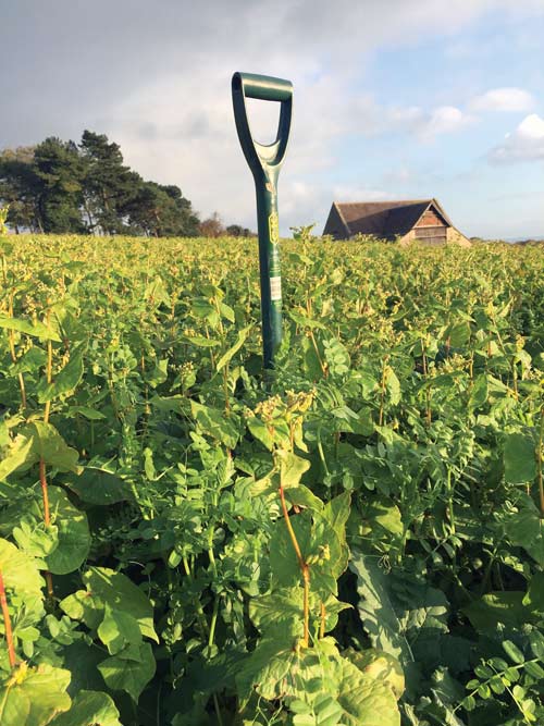 A spade stands in companion crops