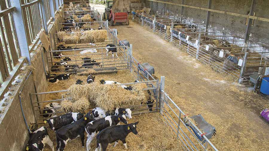 Calves in pens within a large shed