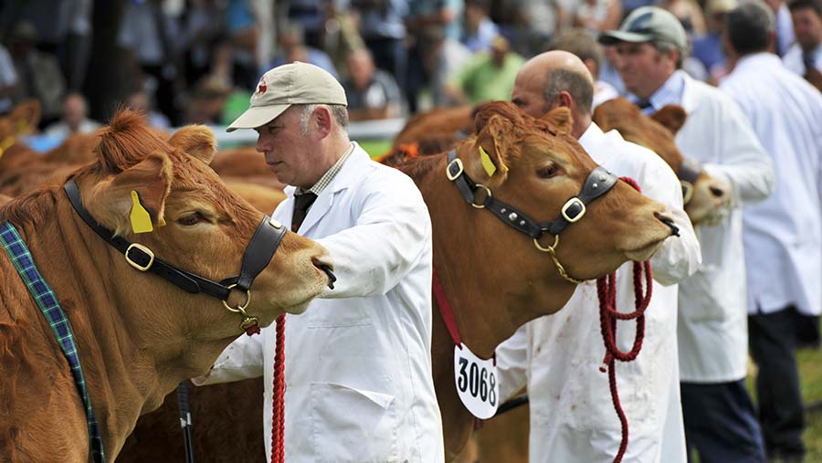 Limousin beef cattle being showed at the Royal Welsh show Wales