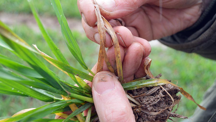 Leaves showing signs of septoria