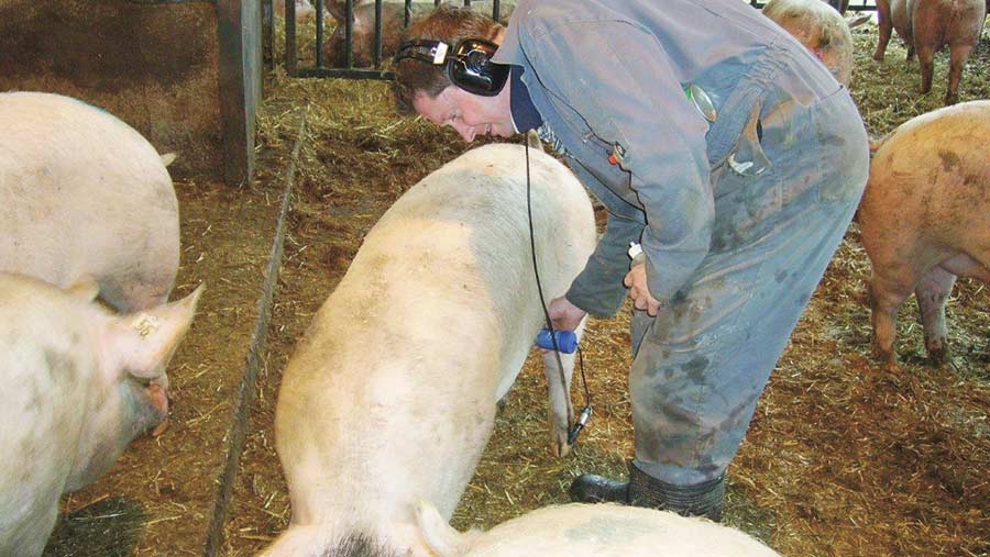 A sow is tested for pregnancy