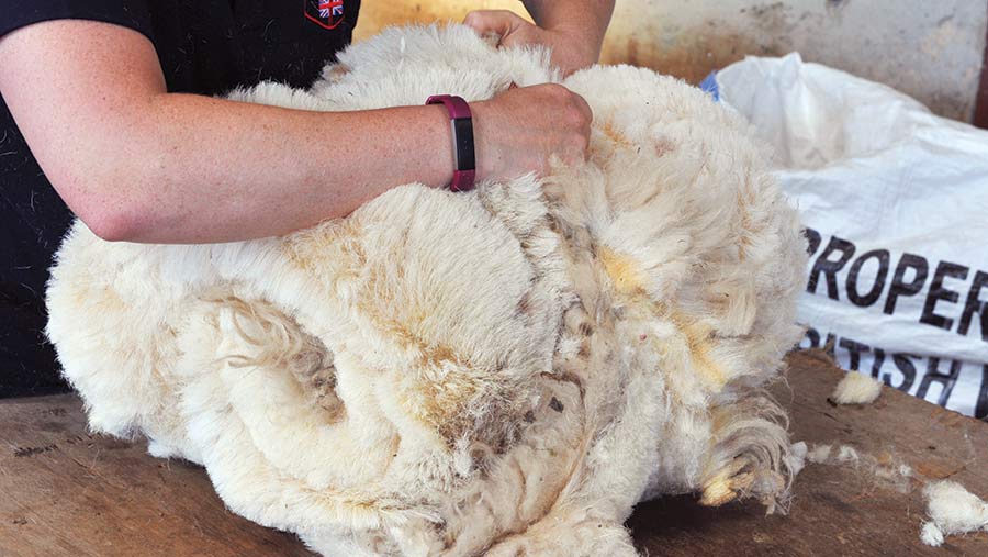 Picture and video guide: How to roll a fleece correctly - Farmers