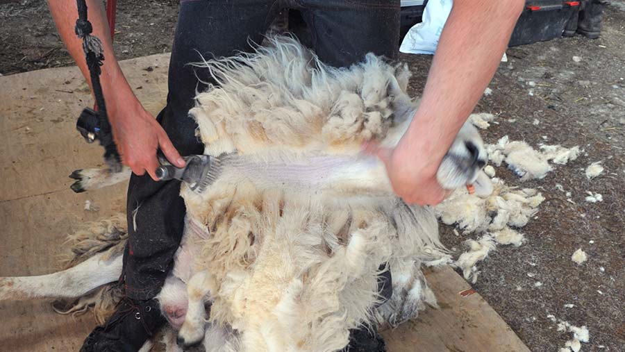 Shearing a sheep's neck