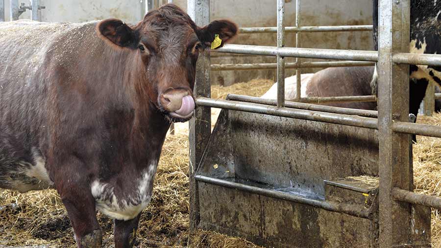 Cow at water trough