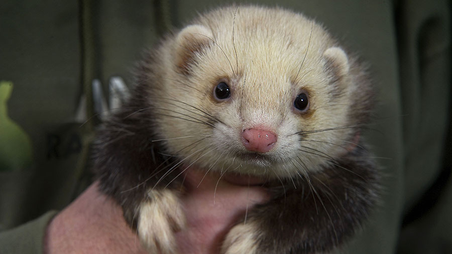 Ferret