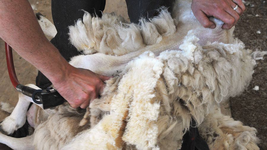 Shearing a sheep's left shoulder