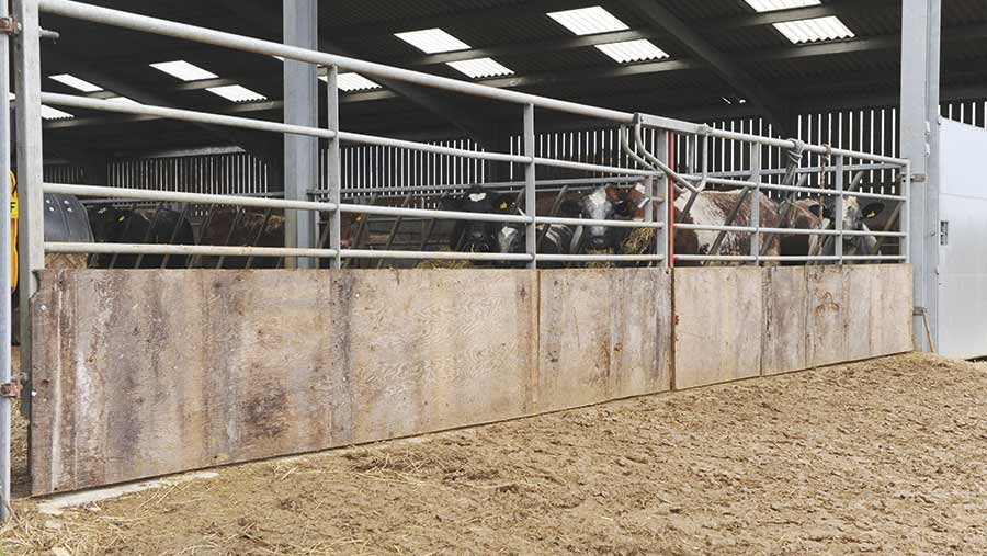 Badger fencing