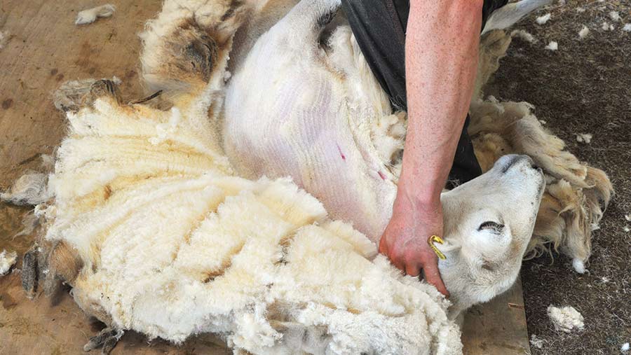Sheep shearing, long blows