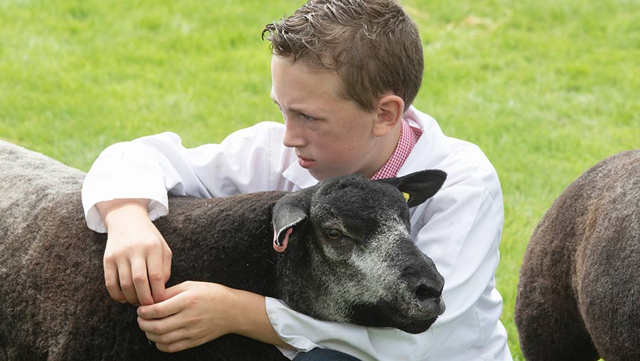 Young handlers were out in force in the sheep rings.